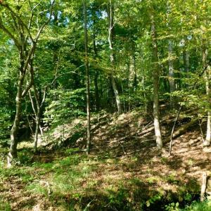 Photo #37 of 2515 Jerico Rd, Buckingham, VA 10.0 acres