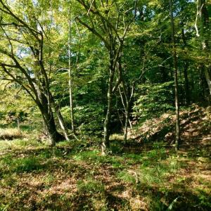 Photo #38 of 2515 Jerico Rd, Buckingham, VA 10.0 acres