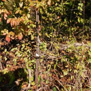 Photo #39 of 2515 Jerico Rd, Buckingham, VA 10.0 acres
