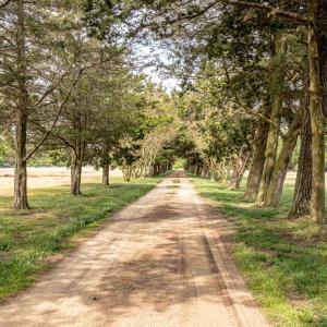 Cedar Lined Drive