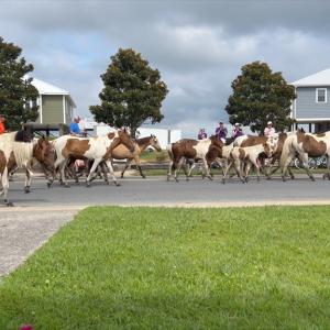 Photo #2 of 3508 MAIN ST, CHINCOTEAGUE, VA 0.3 acres