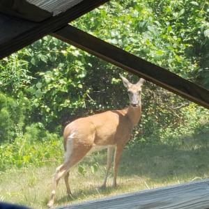 Photo #37 of 35070* PIN OAK, HORNTOWN, VA 0.2 acres