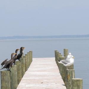 Photo #4 of 2522 MAIN ST, CHINCOTEAGUE, VA 0.2 acres