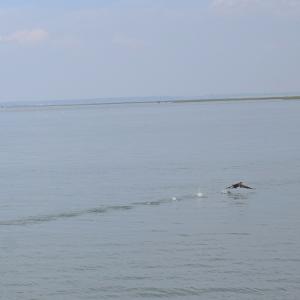 Photo #5 of 2522 MAIN ST, CHINCOTEAGUE, VA 0.2 acres