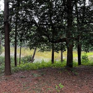 Photo #37 of 7086 LONG POINT RD, EXMORE, VA 8.5 acres