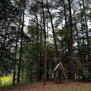 Photo #40 of 7086 LONG POINT RD, EXMORE, VA 8.5 acres