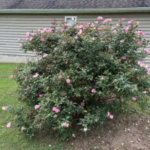 Photo #37 of 36101 UPSHUR NECK RD, QUINBY, VA 1.0 acres