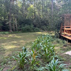 Photo #11 of 26491 MASON RD, BLOXOM, VA 9.5 acres