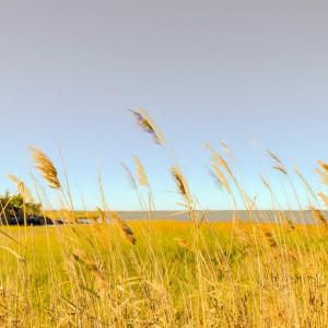 Photo #82 of 5557 MAIN ST, CHINCOTEAGUE, VA 5.6 acres