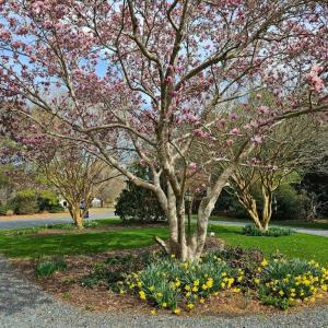 Photo #5 of 10388 HIGHLAND CT, EXMORE, VA 1.4 acres