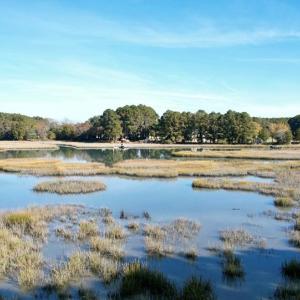 Photo #93 of 25135 MOUNT OREGON DR, ACCOMAC, VA 1.0 acres