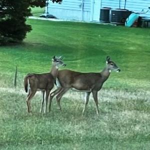 Photo #11 of 227 SMUGGLERS WAY, GREENBACKVILLE, VA 9,750.0 acres