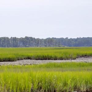 Photo #49 of 7622 EAST SIDE RD, CHINCOTEAGUE, VA