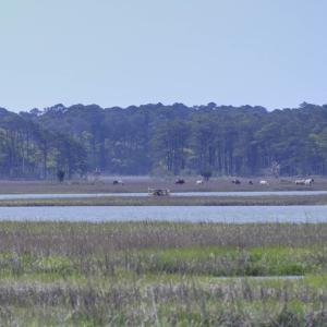 Photo #5 of 7622 EAST SIDE RD, CHINCOTEAGUE, VA