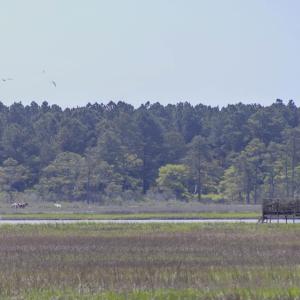 Photo #8 of 7622 EAST SIDE RD, CHINCOTEAGUE, VA