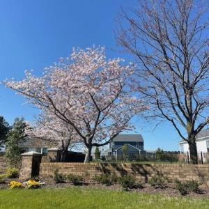 Photo #5 of Lot 61 WATERSON CT, CAPE CHARLES, VA 0.6 acres