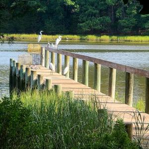 Visitors to the dock