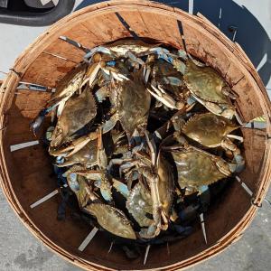 Bounty from the Bay