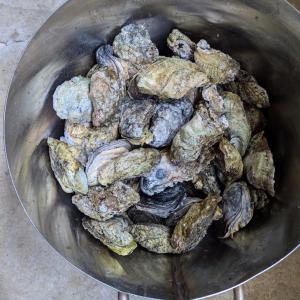 Bounty from the Bay