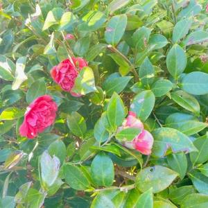 Photo #25 of 3512 SUNNYSIDE RD, CAPE CHARLES, VA 0.3 acres