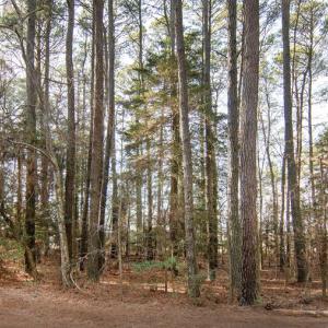 Photo #4 of Lot 484 DRY DOCK CT, GREENBACKVILLE, VA 12.0 acres