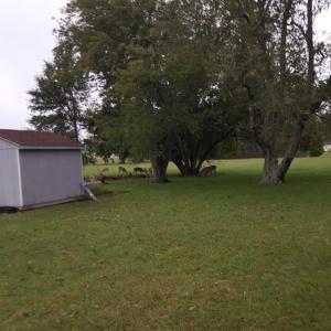 Photo #31 of 2561 CAPTAINS CORRIDOR, GREENBACKVILLE, VA 0.3 acres