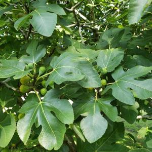 Photo #51 of 31523 SUNRISE DR, PAINTER, VA 0.3 acres