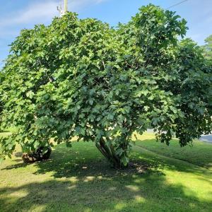 Photo #52 of 31523 SUNRISE DR, PAINTER, VA 0.3 acres