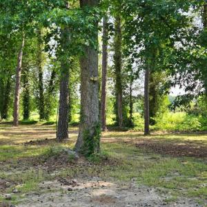 Photo #13 of 21020 ADAMS ROAD, GREENBUSH, VA 2.9 acres