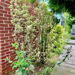 Photo #83 of 3250 COLONA ST, CHINCOTEAGUE, VA 0.7 acres