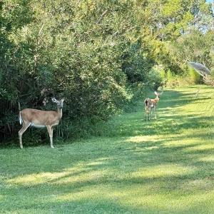 Photo #81 of 5108 WILDCAT LN, CHINCOTEAGUE, VA 4.7 acres
