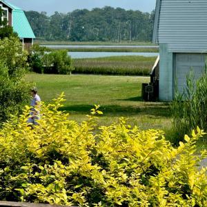 Photo #4 of 7080 PINE DR, CHINCOTEAGUE, VA 0.3 acres
