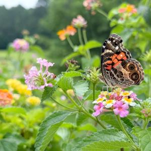 Photo #8 of 32237 CLEARWATER WAY, CRADDOCKVILLE, VA 4.0 acres