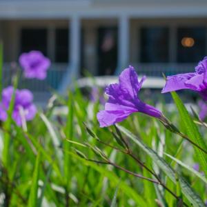 Photo #4 of 524 A WASHINGTON AVE, CAPE CHARLES, VA