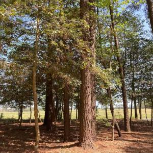 Photo #13 of 28109 ALICATO RD, PARKSLEY, VA 0.5 acres