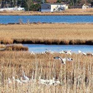 Photo #52 of 6309 HIGHLAND PARK DR, CHINCOTEAGUE, VA 33.0 acres