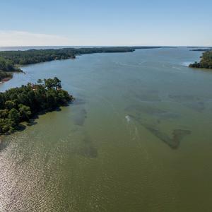 Photo #4 of 35257 CATS POINT LANE, QUINBY, VA 9.5 acres