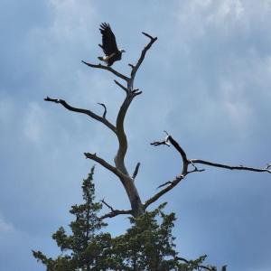 Photo #3 of 35257 CATS POINT LANE, QUINBY, VA 9.5 acres