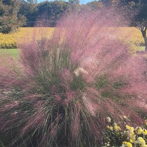 Photo #29 of 8402 SEASIDE RD, NASSAWADOX, VA 17.5 acres