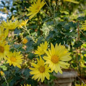 Photo #9 of 7225 KELLAM DR, EXMORE, VA 0.4 acres