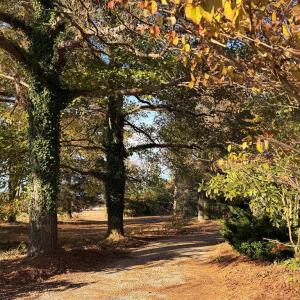 Photo #12 of 9333 RED BANK RD, NASSAWADOX, VA 1.3 acres