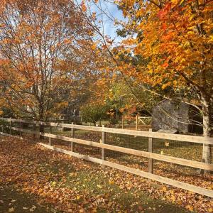 large fenced in yard with fruit trees