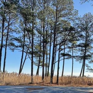 Photo #8 of Lot 720 CASTAWAY DR, GREENBACKVILLE, VA 8.0 acres