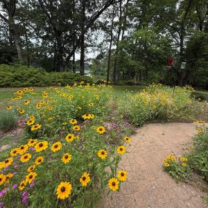 garden in full bloom