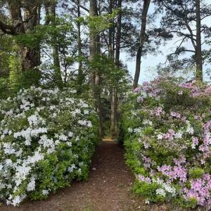 Azaleas!