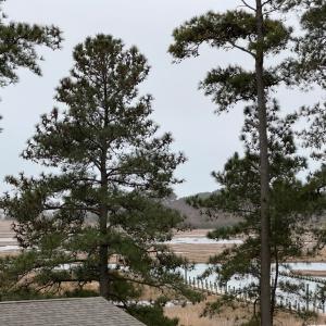 Photo #10 of 6099 PERIWINKLE DR, HORNTOWN, VA 0.2 acres