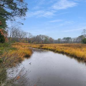 Photo #14 of 26355 MOUNT NEBO RD, ONANCOCK, VA 106.4 acres