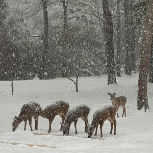 Photo #37 of 11576 HERON DR, MACHIPONGO, VA 0.7 acres