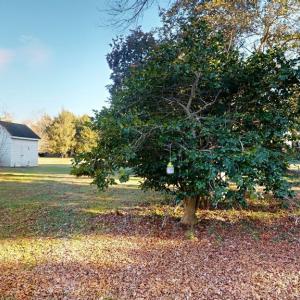 Photo #48 of 17541 PLANTATION RD, ONANCOCK, VA 45.1 acres