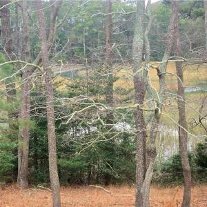 Photo #17 of 7472 SEASIDE RD, EASTVILLE, VA 25.1 acres